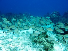 School of Grunts at Gran Pin IMG 2986